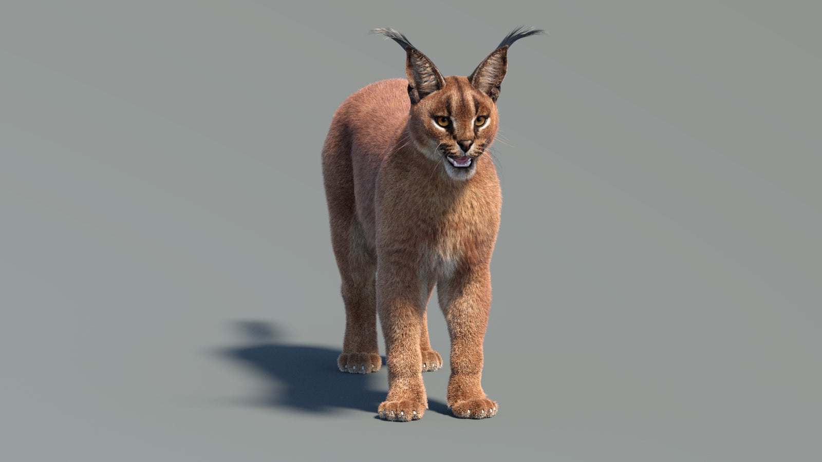 Animated Caracal 3D Model Fur 360° view 2 frame 35