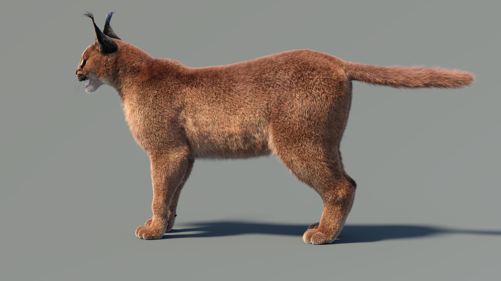 Caracal 3D Model Fur 360° view 1 frame 10