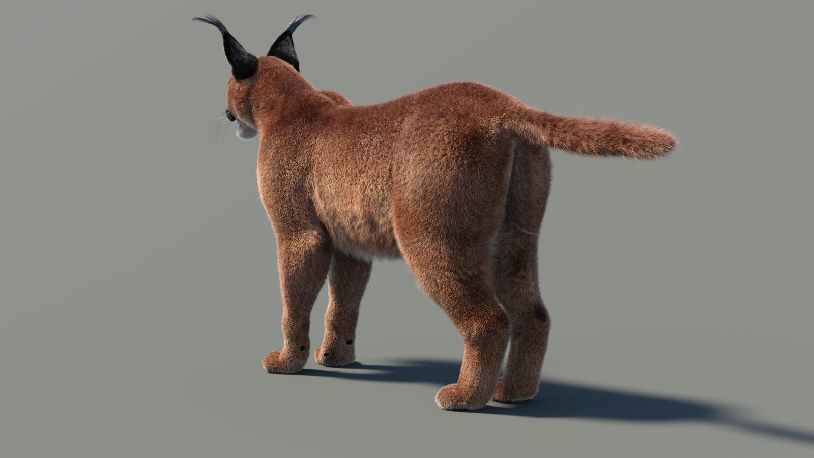 Caracal 3D Model Fur 360° view 1 frame 14