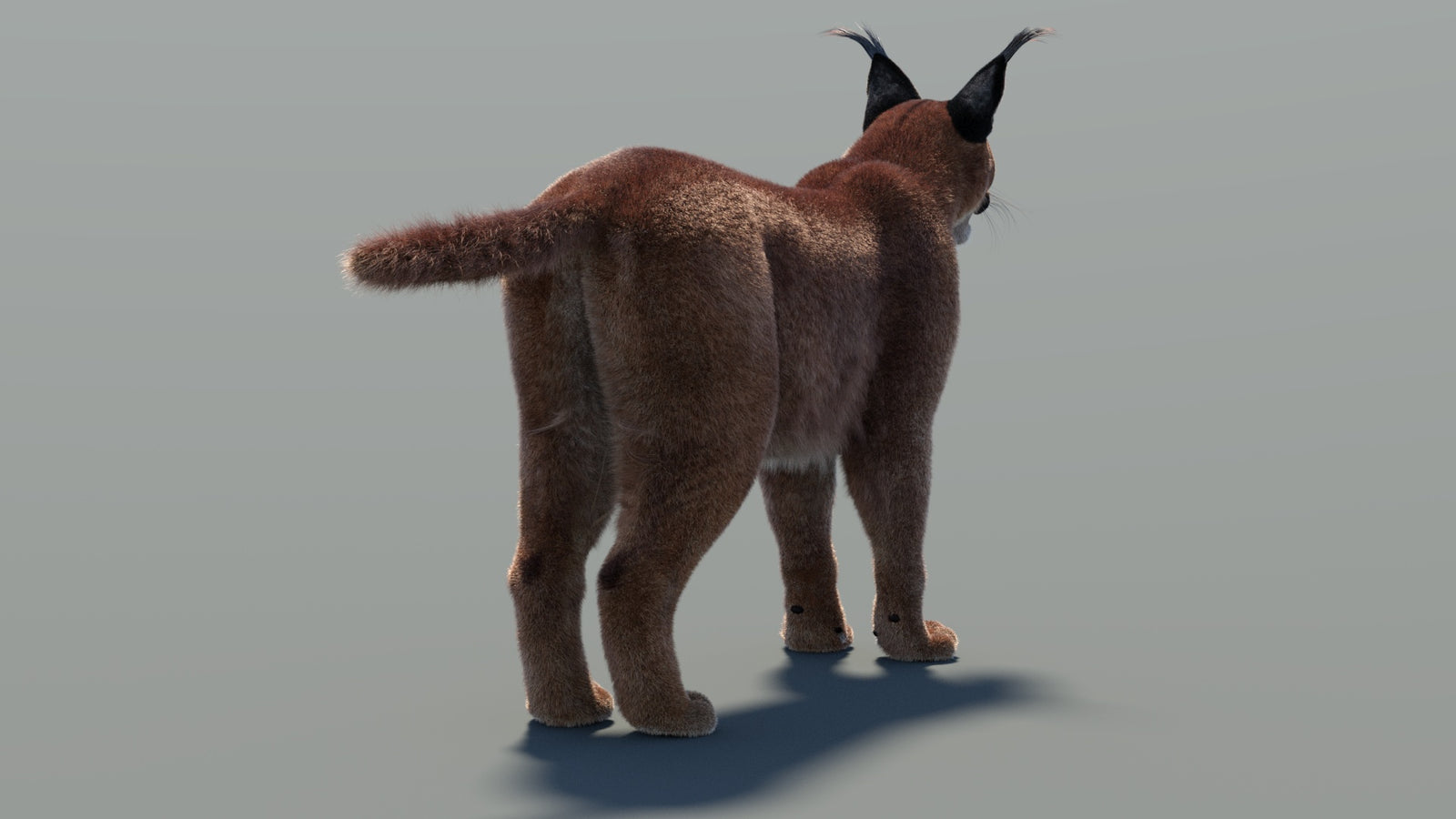 Caracal 3D Model Fur 360° view 1 frame 21