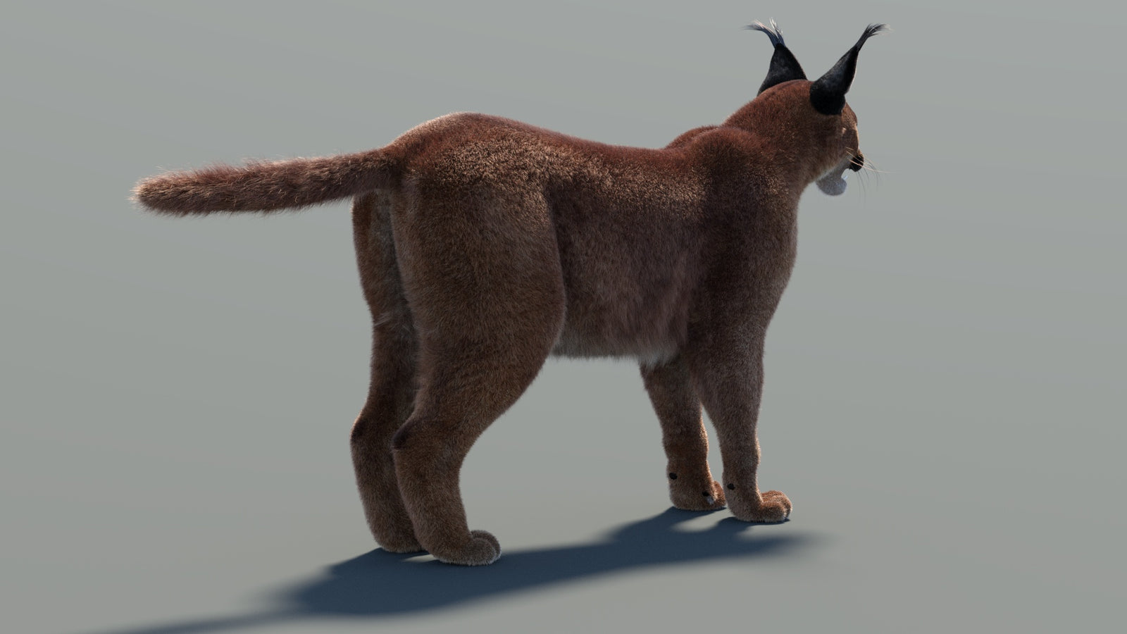 Caracal 3D Model Fur 360° view 1 frame 23