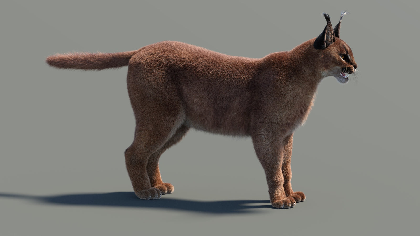 Caracal 3D Model Fur 360° view 1 frame 29