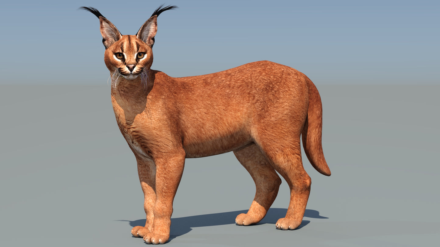 Rigged Caracal 3D Model