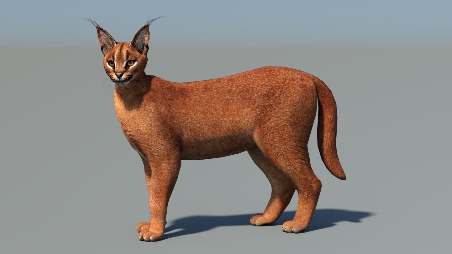 Animated Caracal Cat 3D Model Low Poly