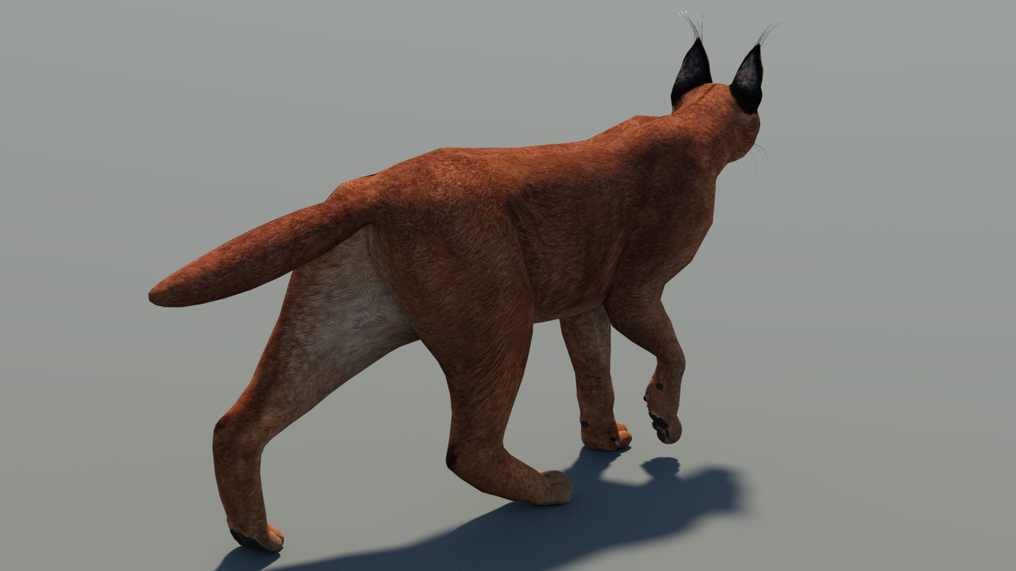 Caracal 3D Model Low Poly Animated