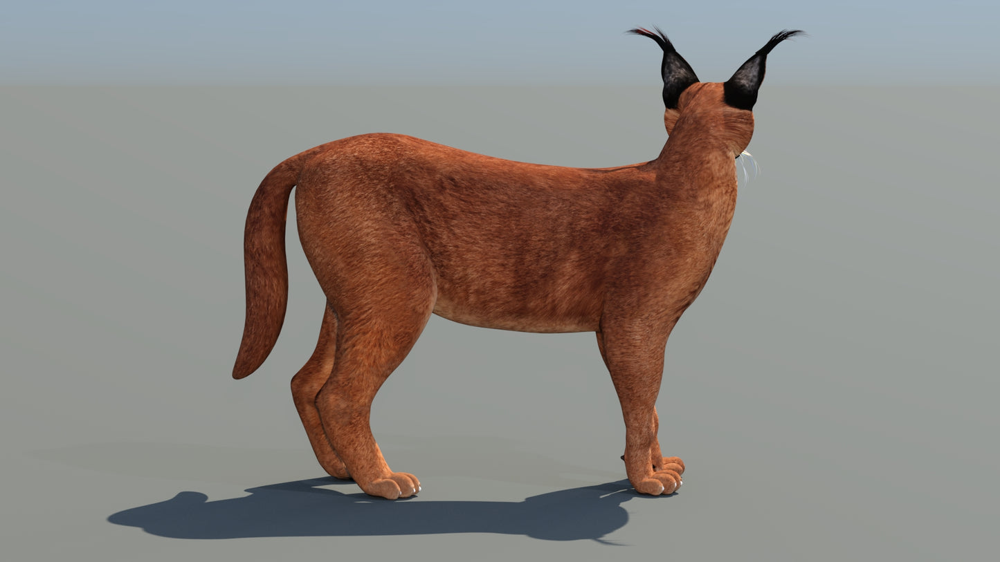 Caracal 3D Model Rigged
