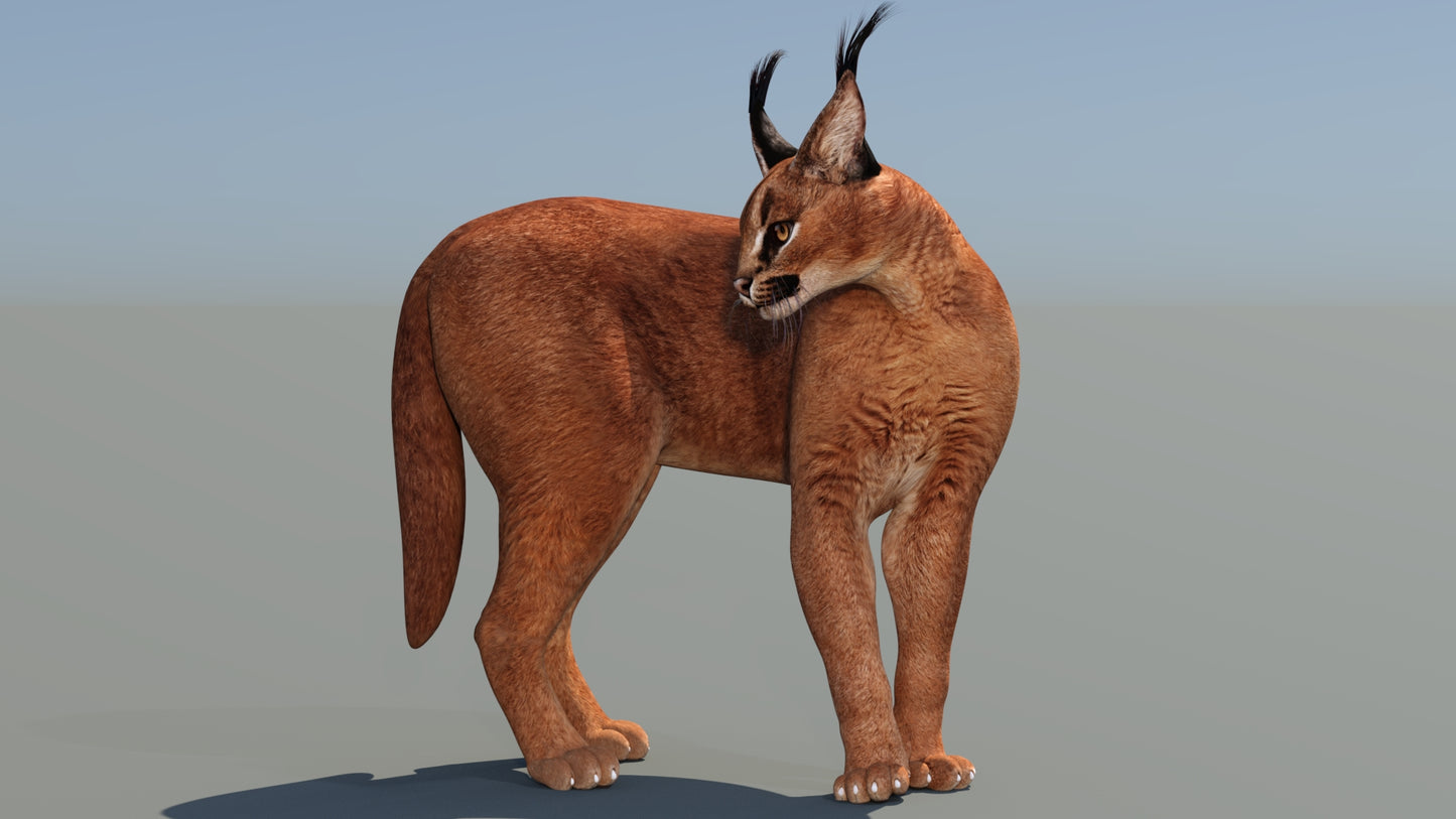 Animated Caracal 3D Model