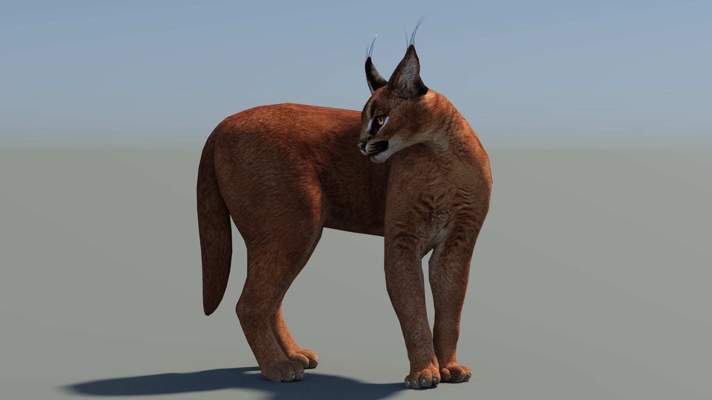 Caracal 3D Model Low Poly with Animations