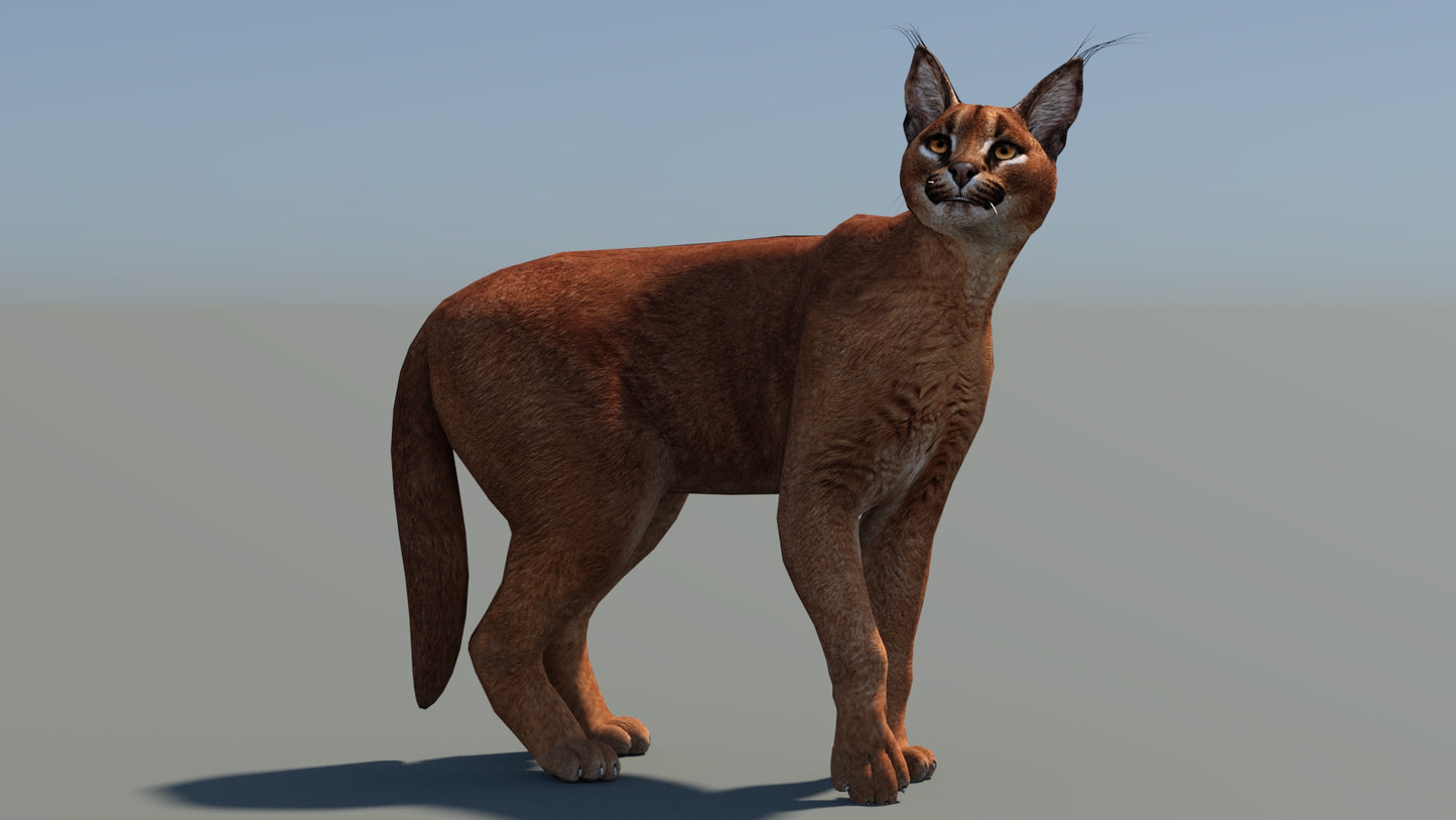 Animated Caracal 3D Model Low Poly