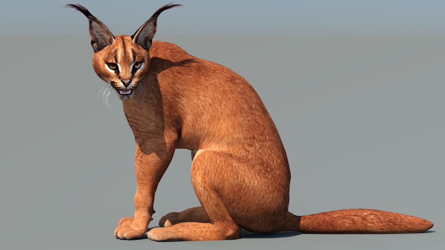 Caracal 3D Model Rigged