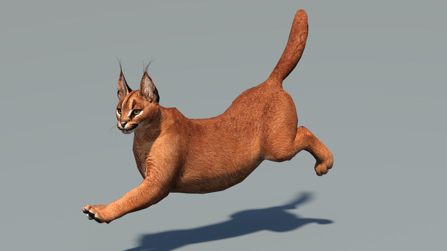 Animated Caracal 3D Model Low Poly
