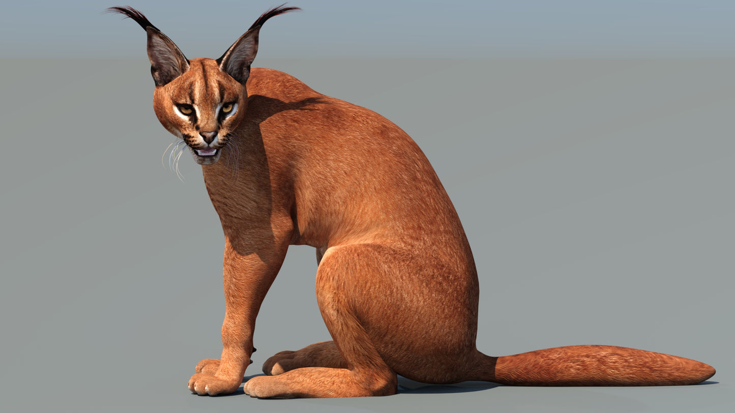 Animated Caracal Cat 3D Model Sitting and looking aside