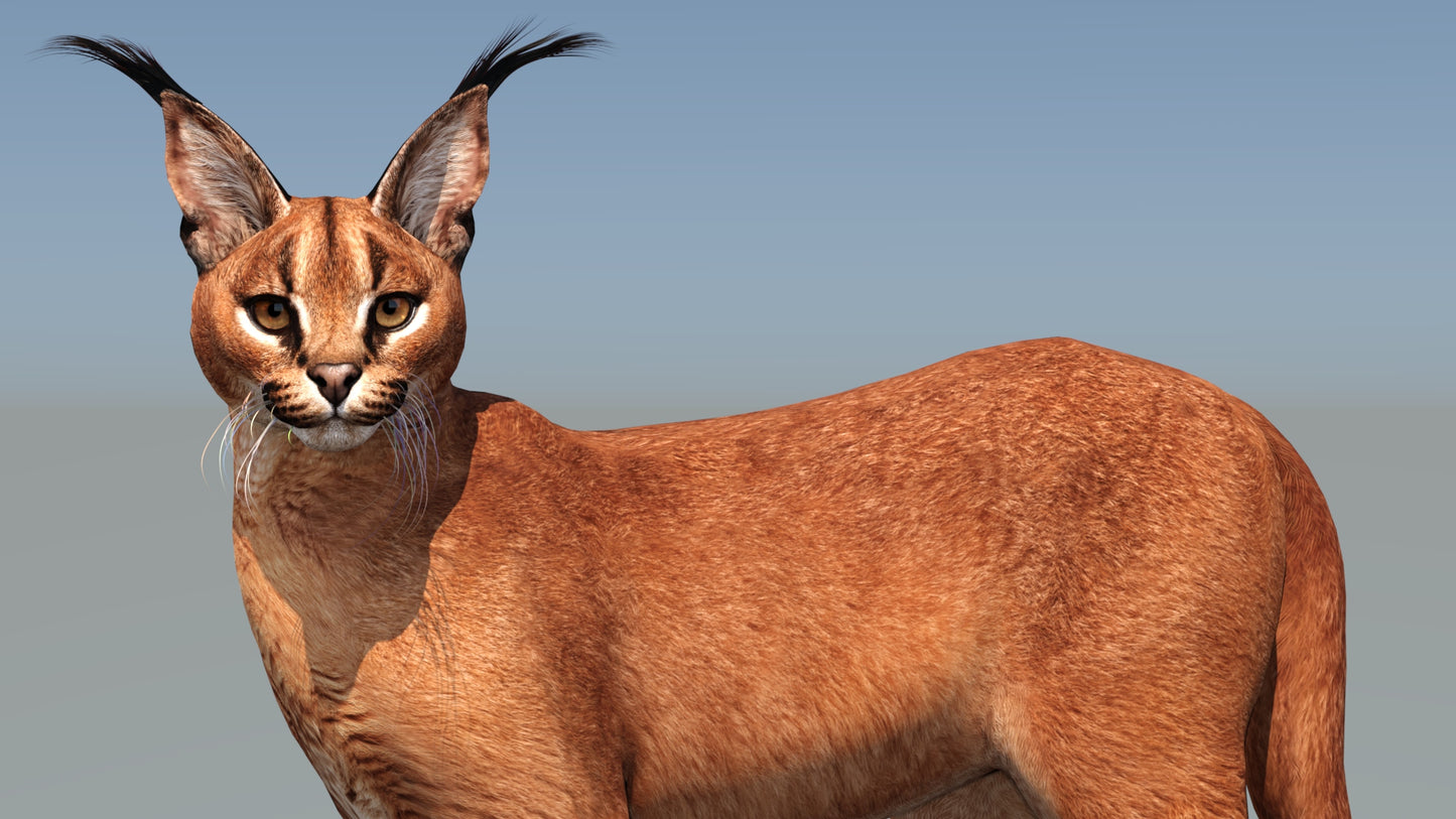 Caracal 3D Model Rigged