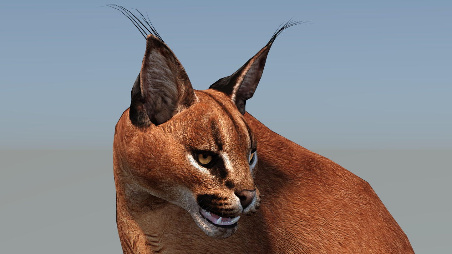 Animated Caracal 3D Model Low Poly