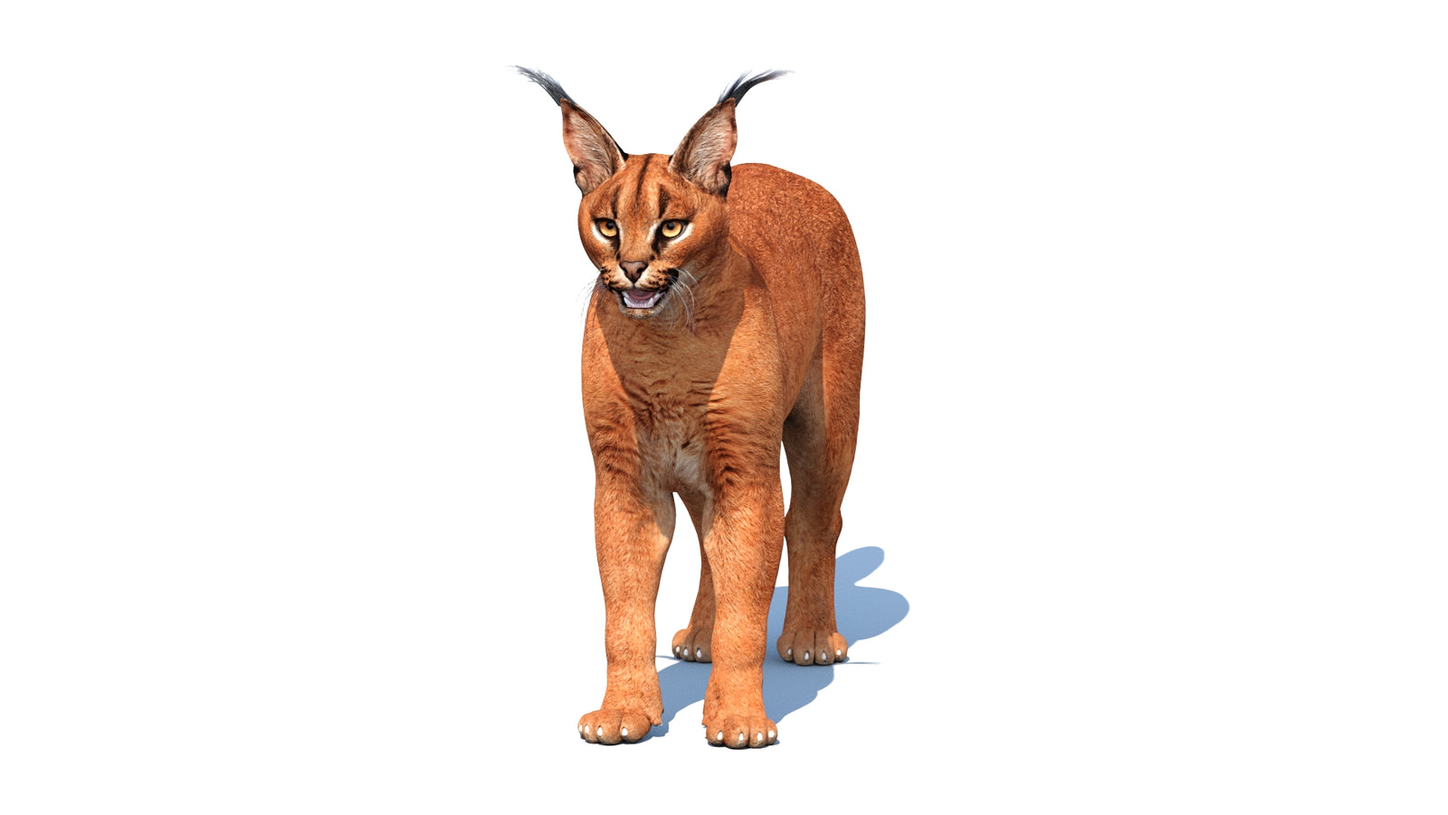 Caracal 3D Model Rigged 360° view 1 frame 1