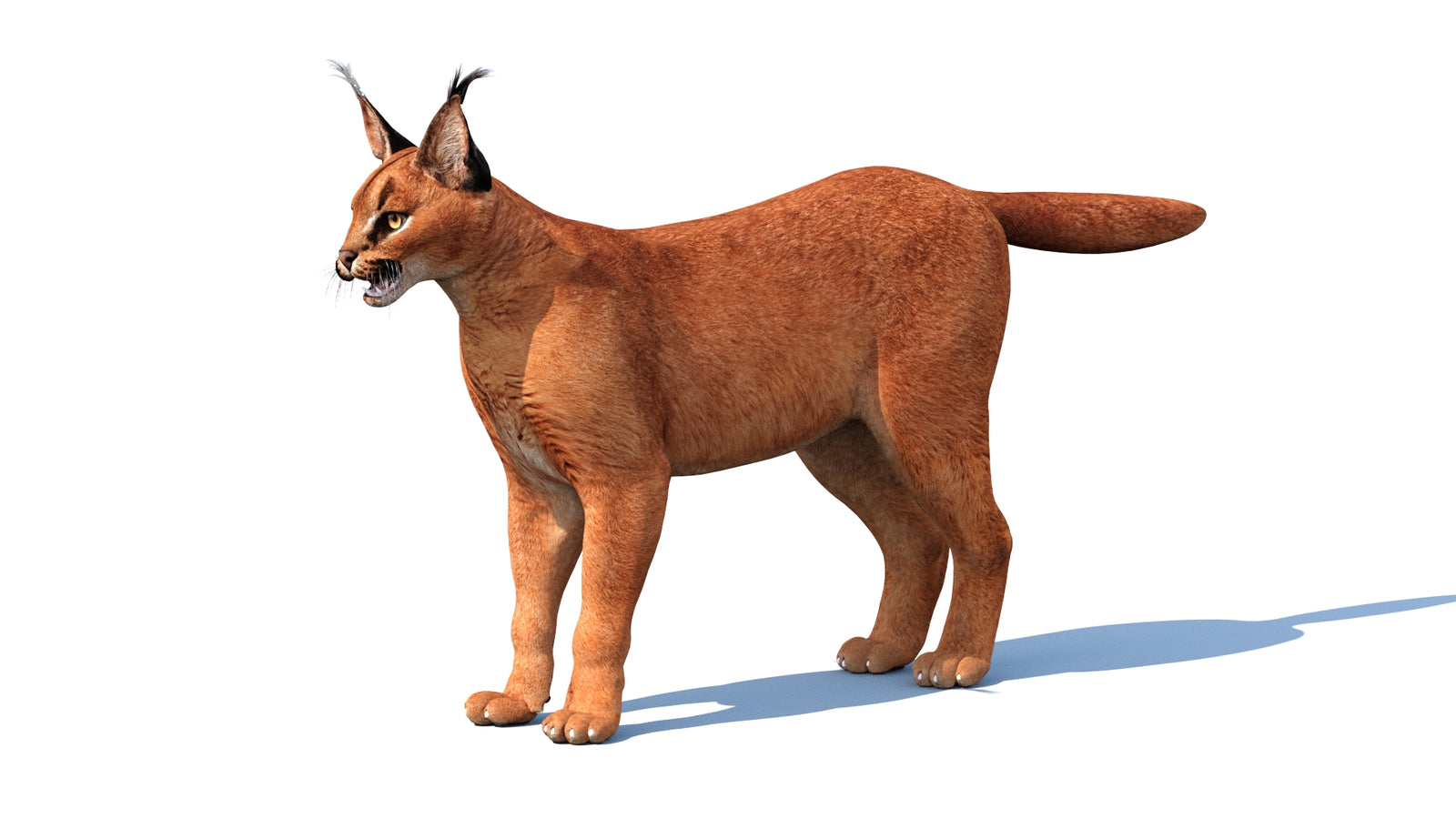 Caracal 3D Model Rigged 360° view 1 frame 5