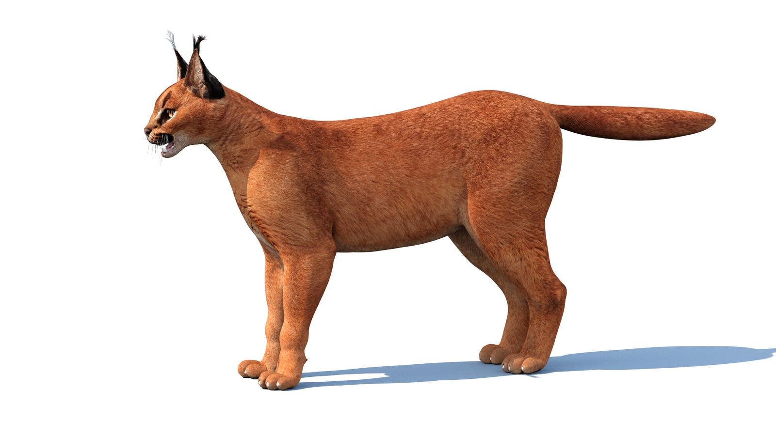 Caracal 3D Model Rigged 360° view 1 frame 7