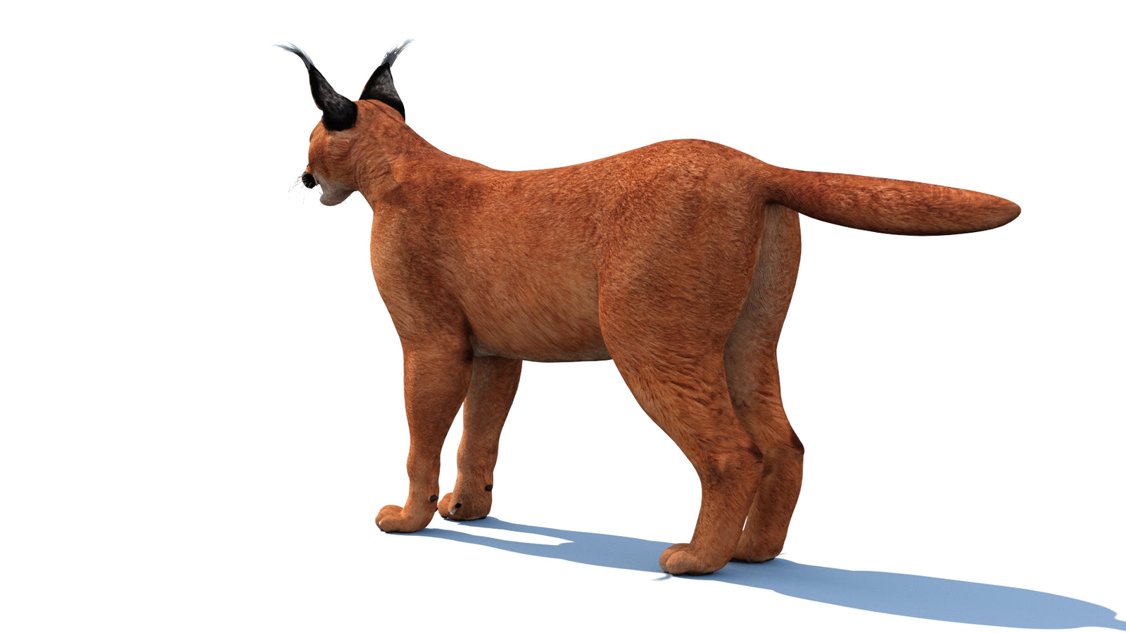 Caracal 3D Model Rigged 360° view 1 frame 13