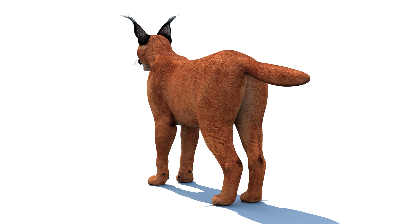 Caracal 3D Model Rigged 360° view 1 frame 15