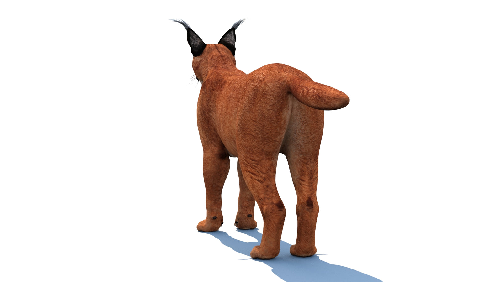 Caracal 3D Model Rigged 360° view 1 frame 16