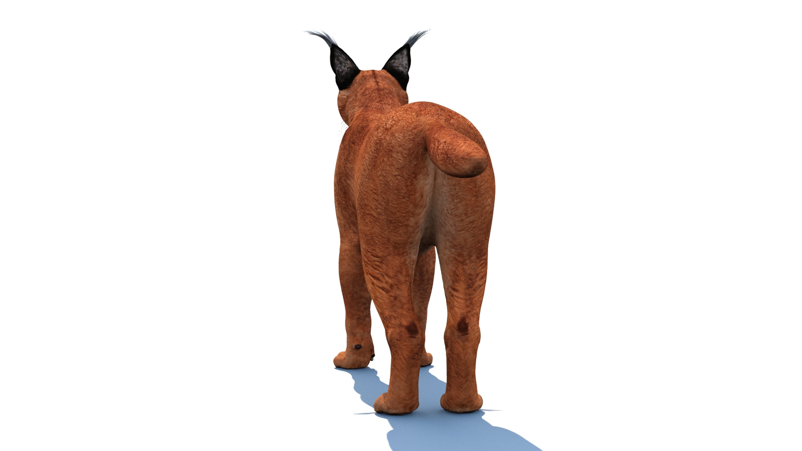 Caracal 3D Model Rigged 360° view 1 frame 17
