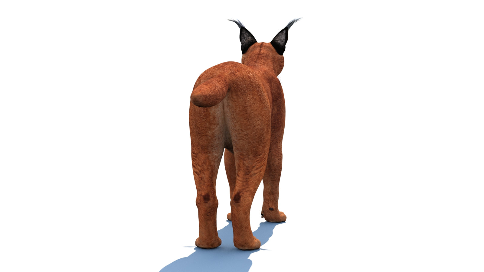 Caracal 3D Model Rigged 360° view 1 frame 19