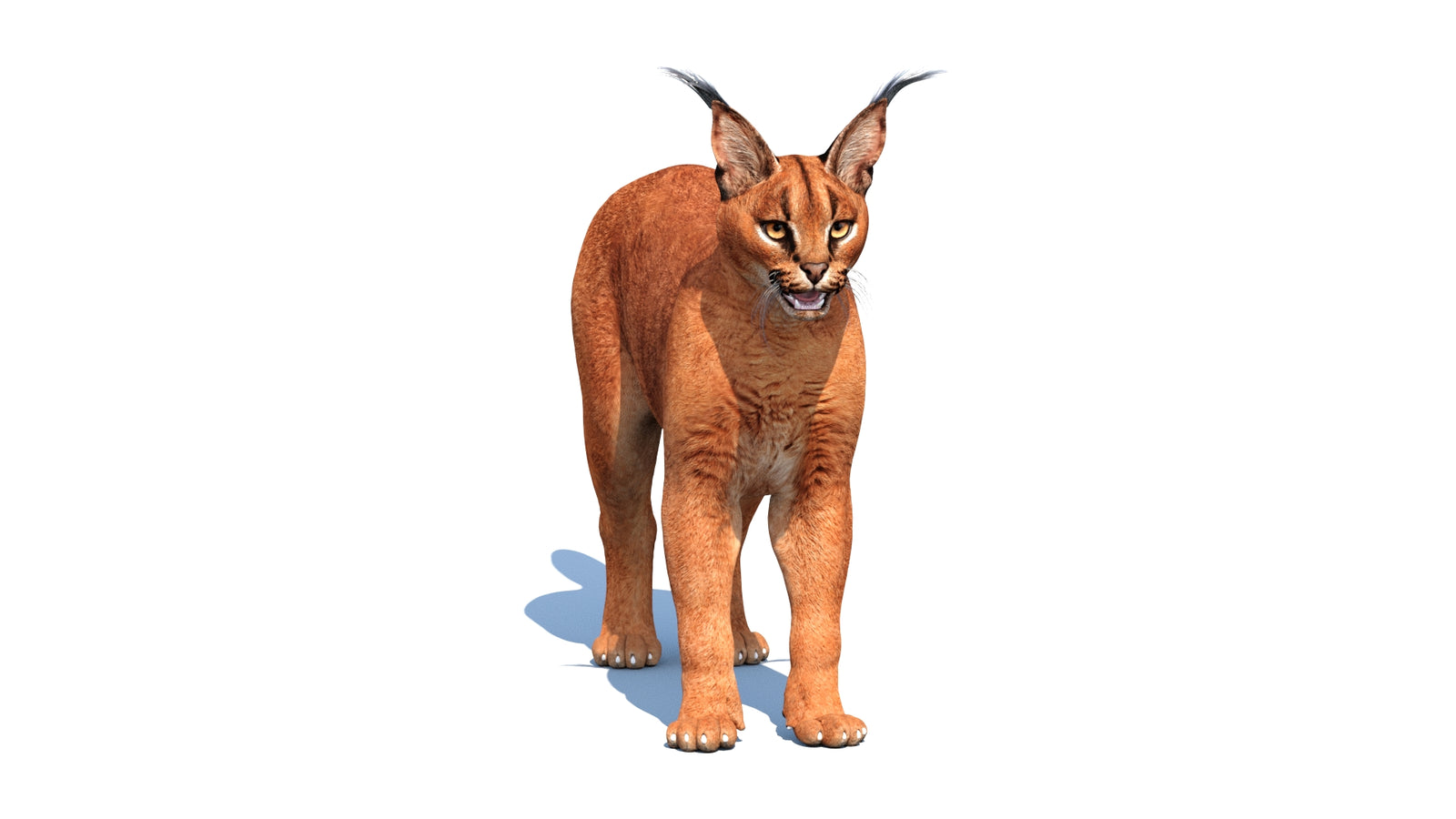 Caracal 3D Model Rigged 360° view 1 frame 35