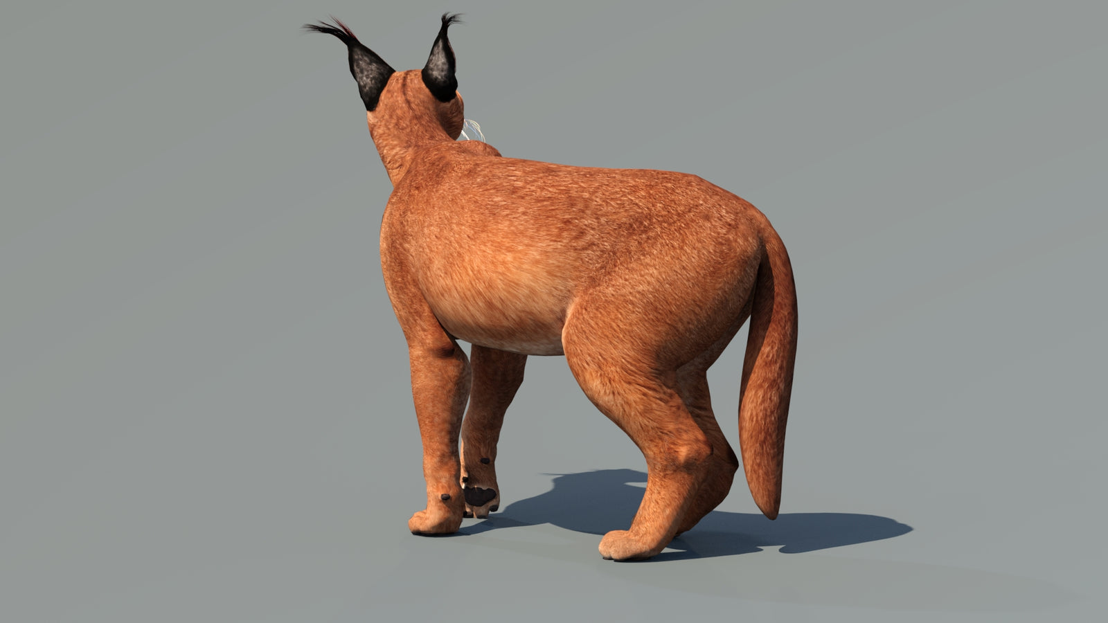 Caracal 3D Model Rigged 360° view 3 frame 1