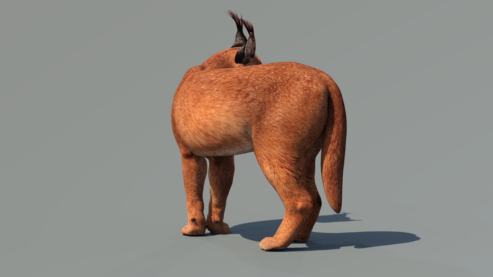 Caracal 3D Model Rigged 360° view 2 frame 2