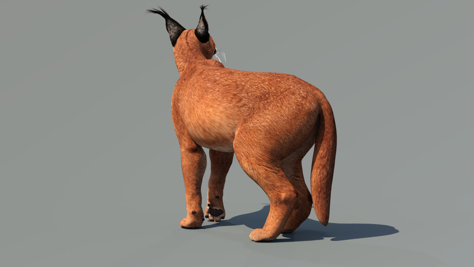 Caracal 3D Model Rigged 360° view 3 frame 2