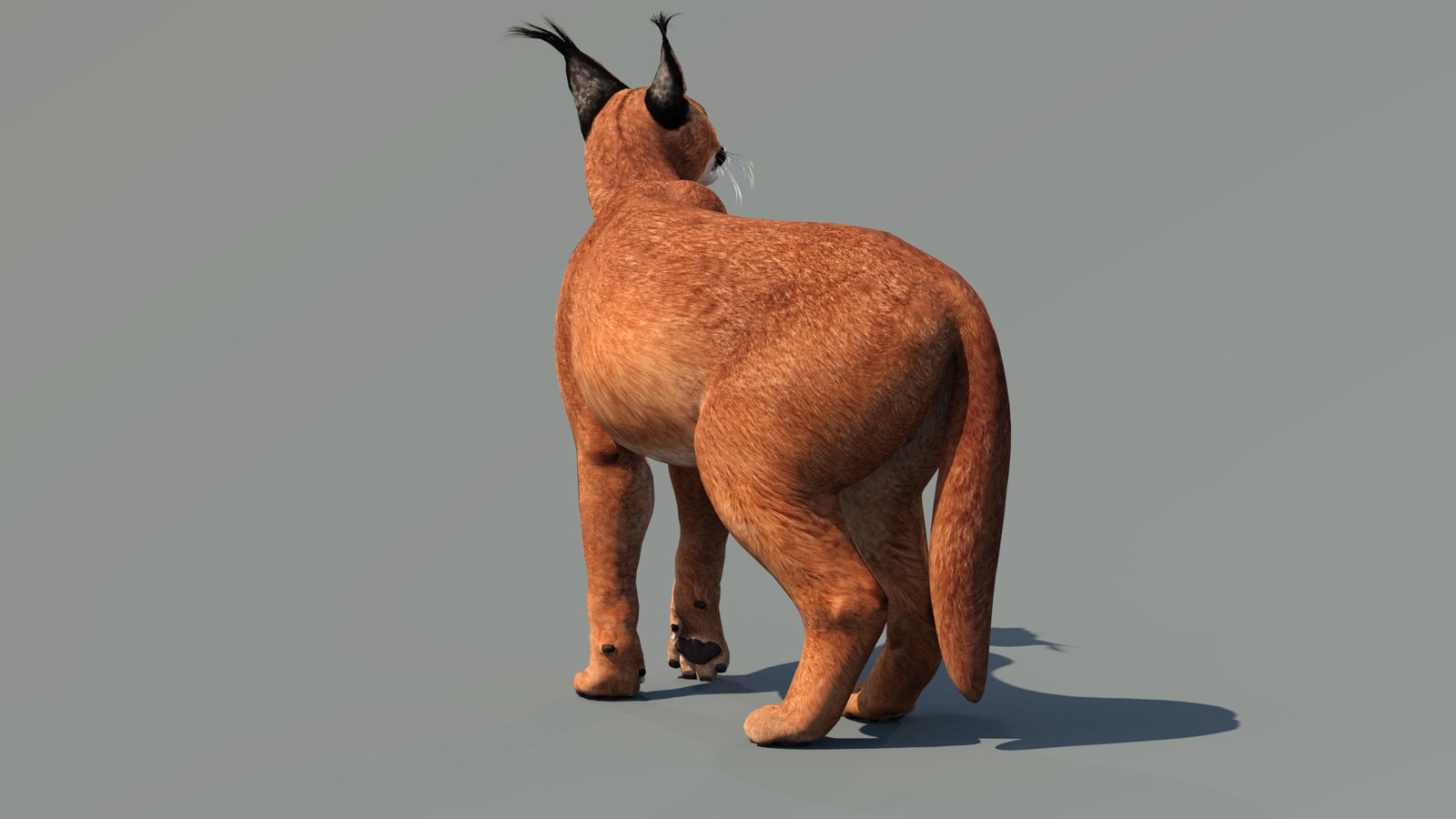 Caracal 3D Model Rigged 360° view 3 frame 3