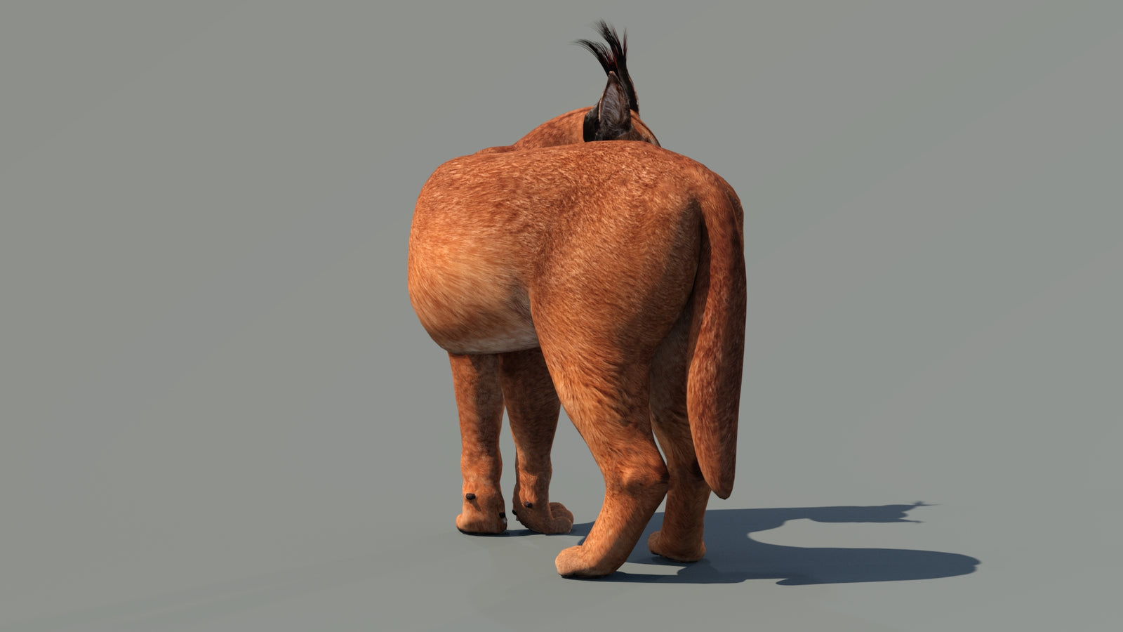 Caracal 3D Model Rigged 360° view 2 frame 4