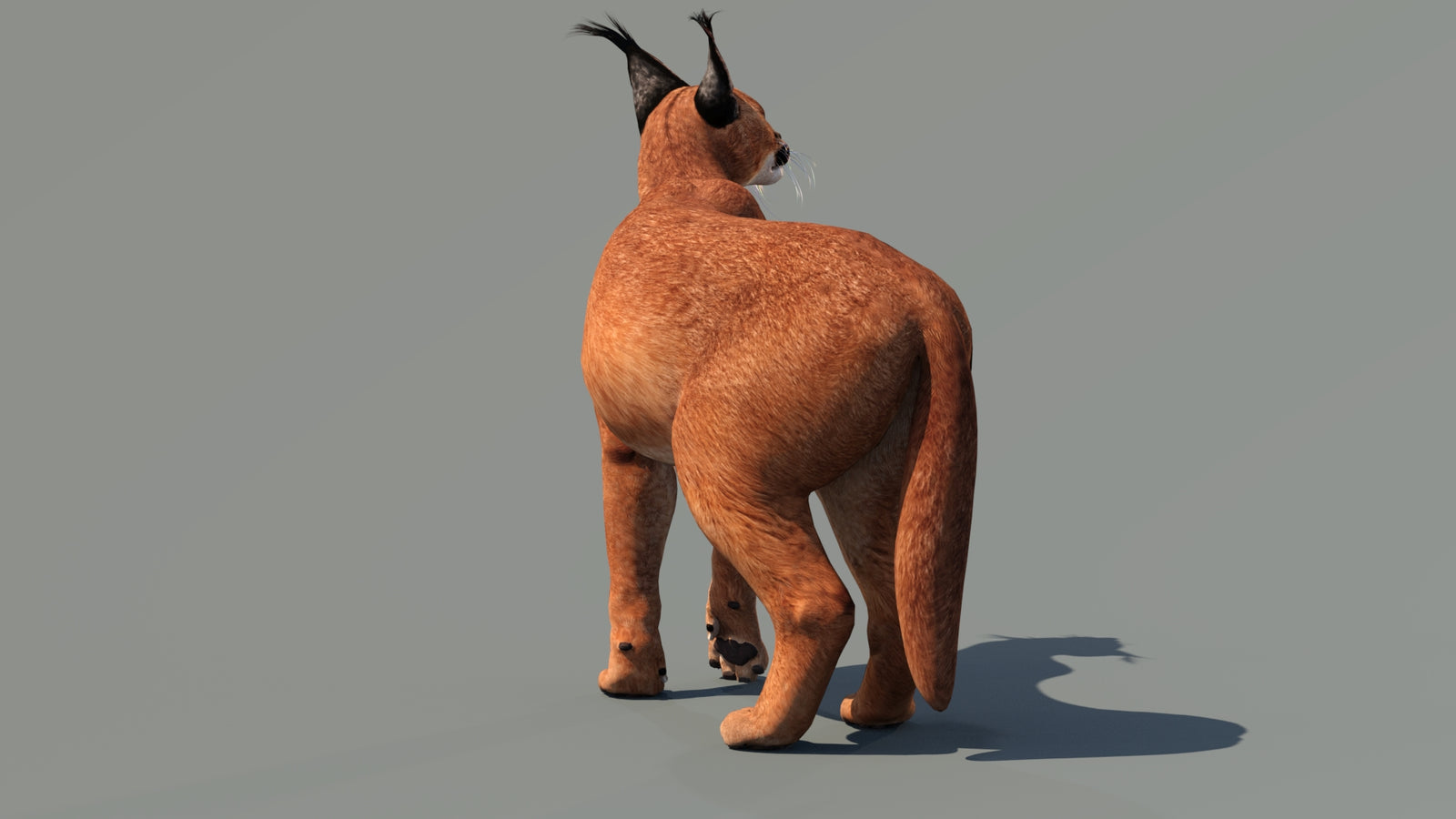 Caracal 3D Model Rigged 360° view 3 frame 4