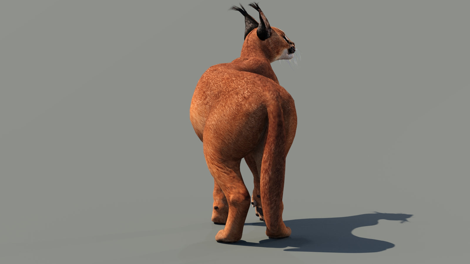 Caracal 3D Model Rigged 360° view 3 frame 6