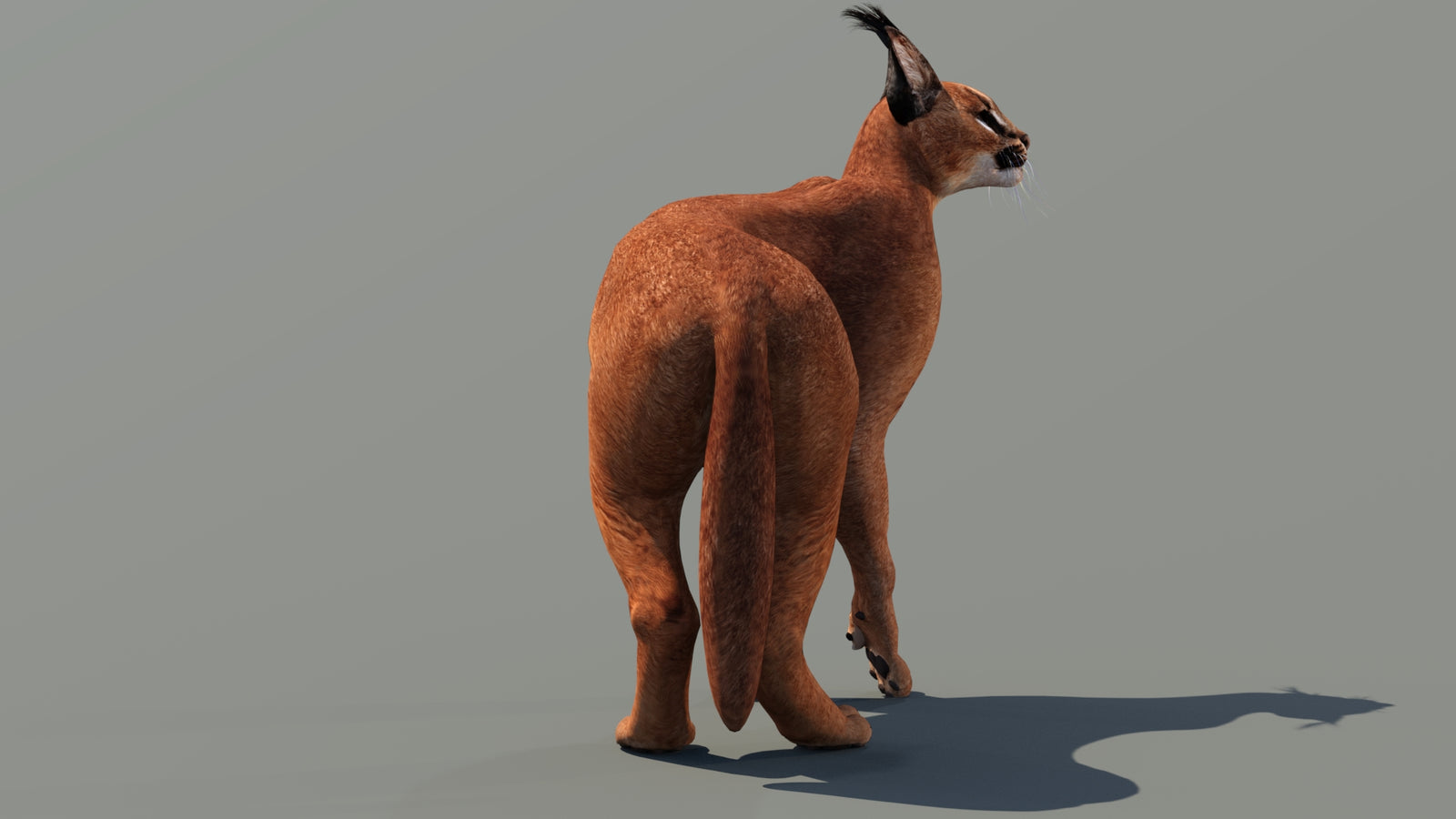 Caracal 3D Model Rigged 360° view 3 frame 8