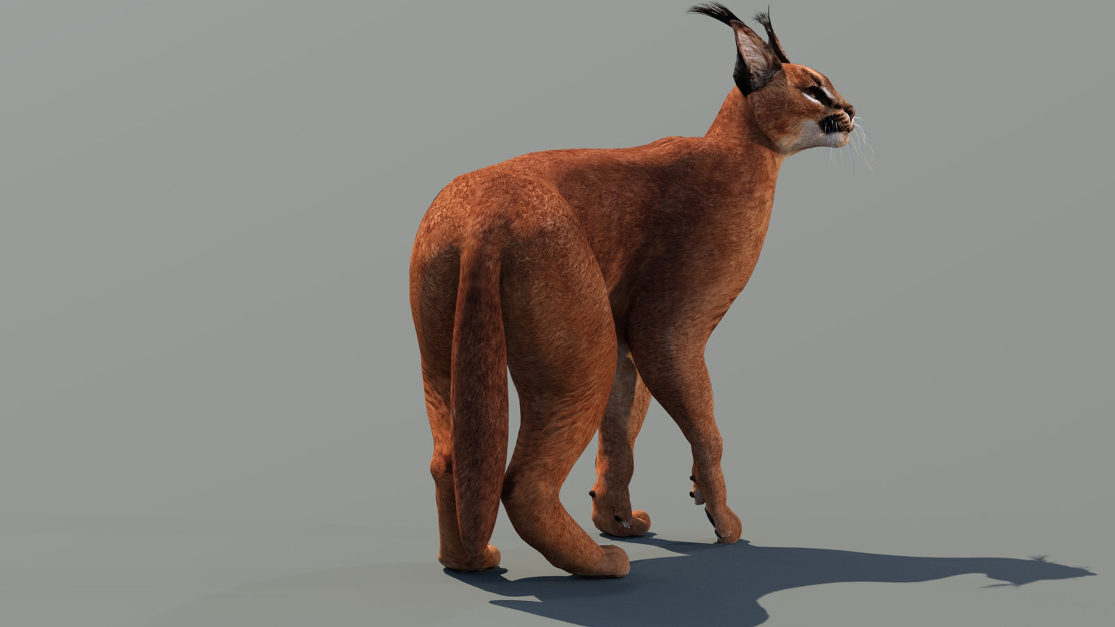 Caracal 3D Model Rigged 360° view 3 frame 10