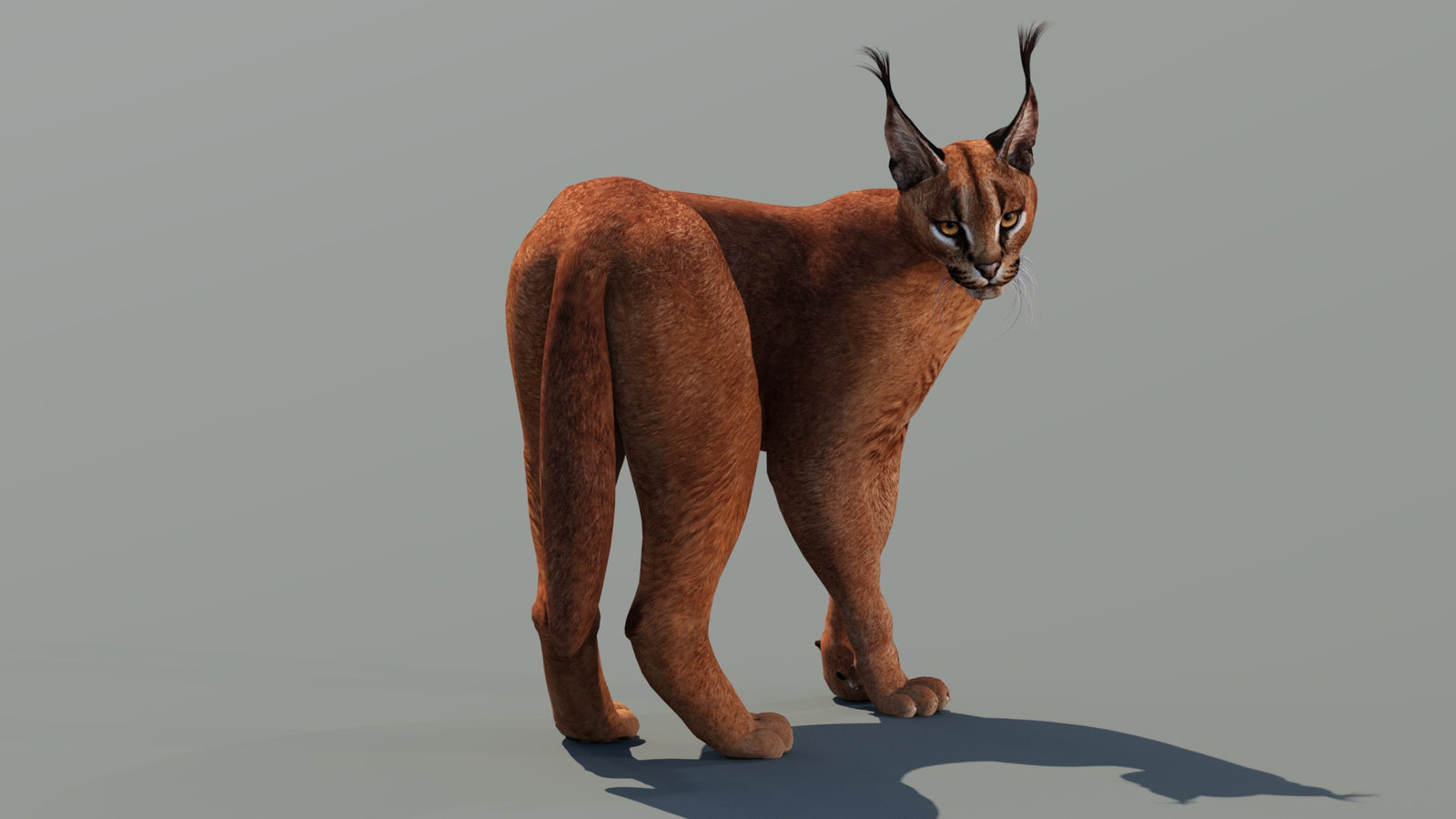 Caracal 3D Model Rigged 360° view 2 frame 11
