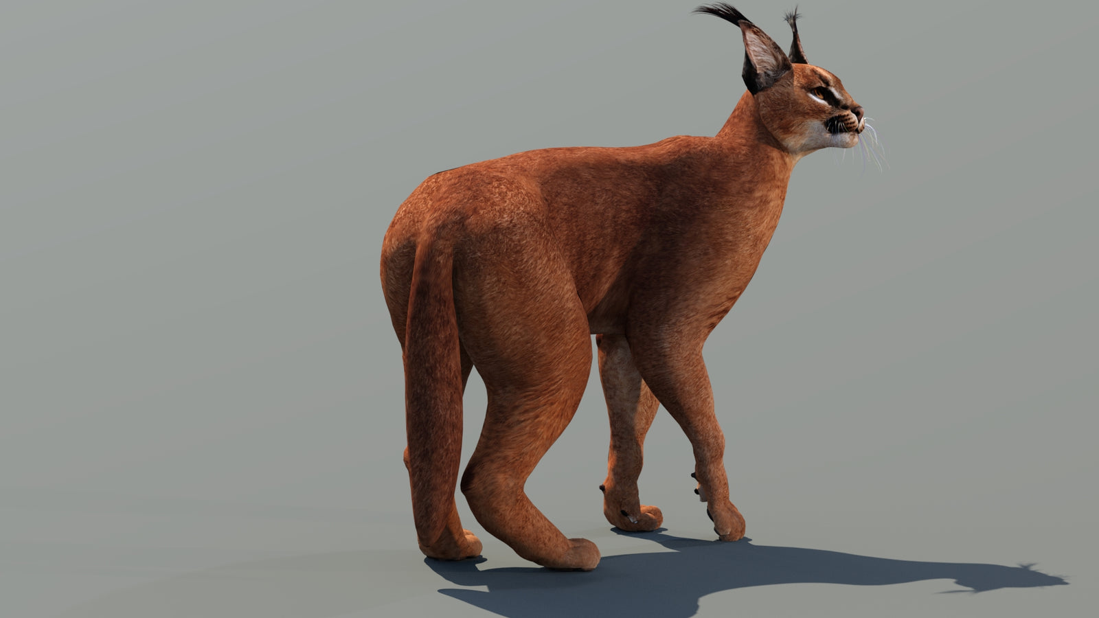 Caracal 3D Model Rigged 360° view 3 frame 11