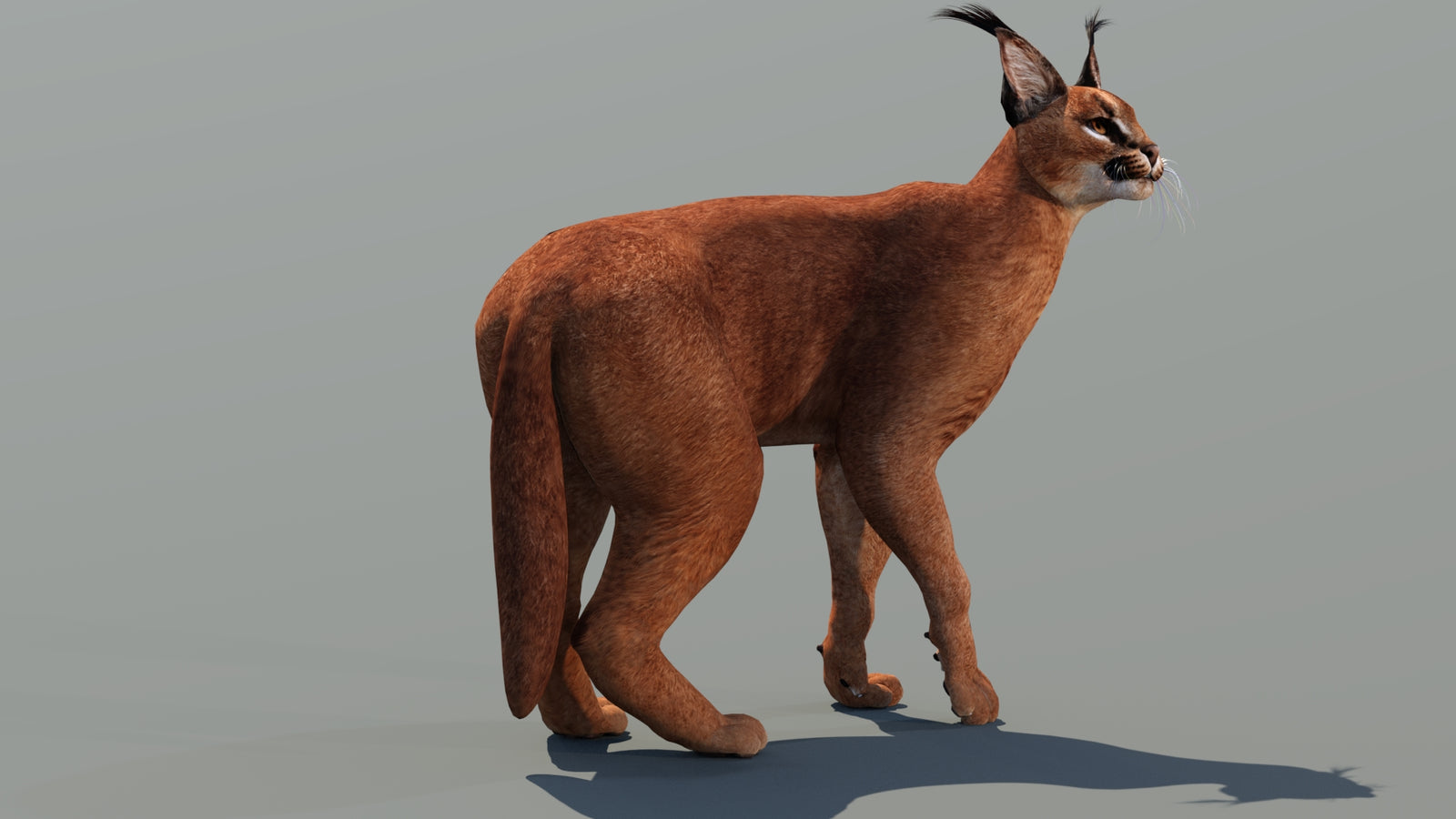 Caracal 3D Model Rigged 360° view 3 frame 12