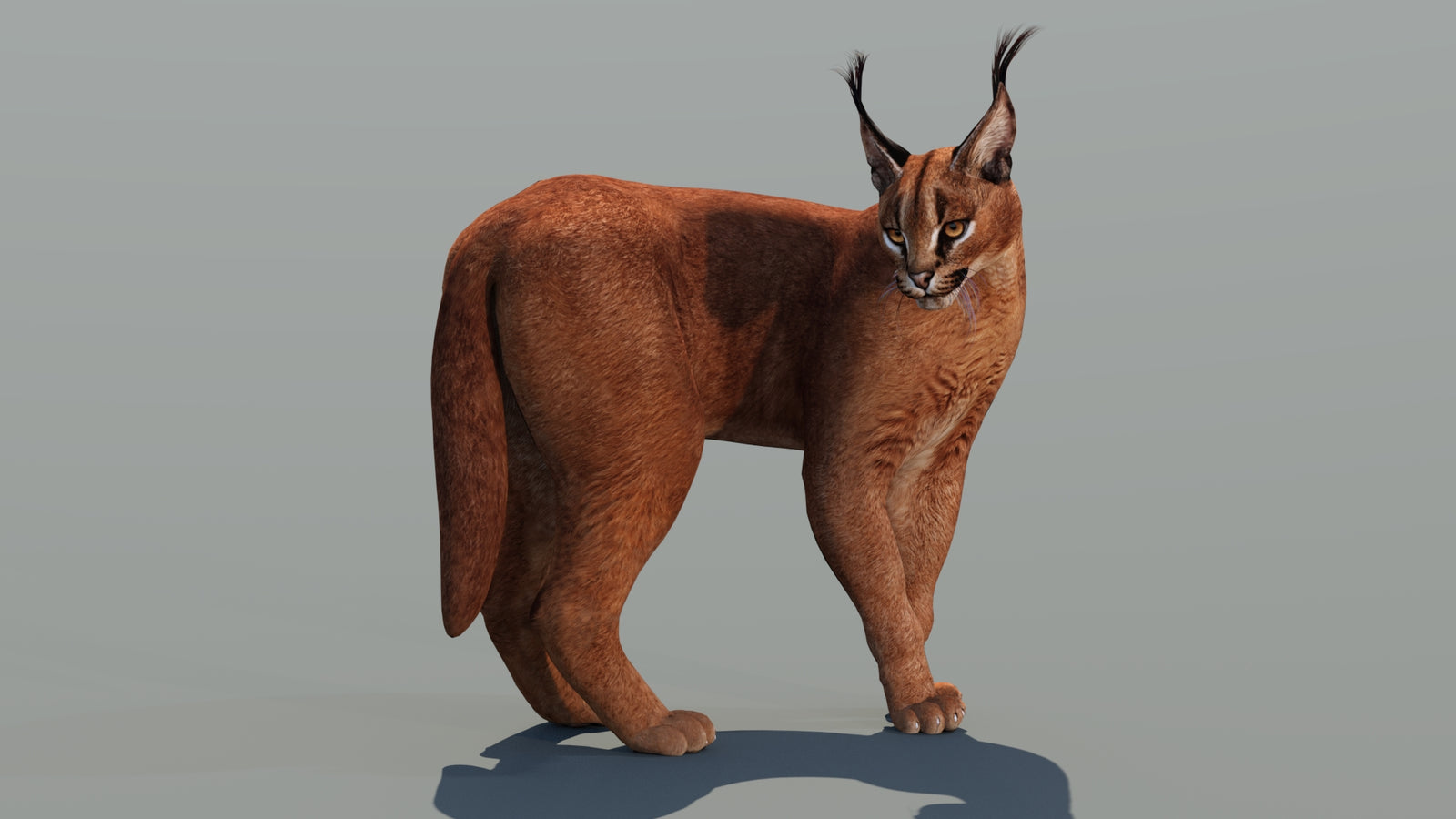 Caracal 3D Model Rigged 360° view 2 frame 14