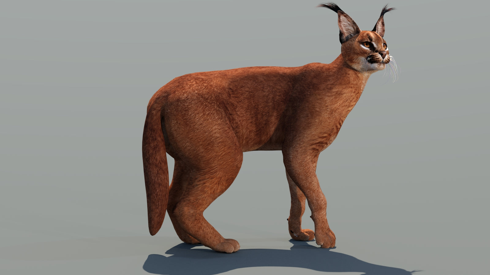 Caracal 3D Model Rigged 360° view 3 frame 14
