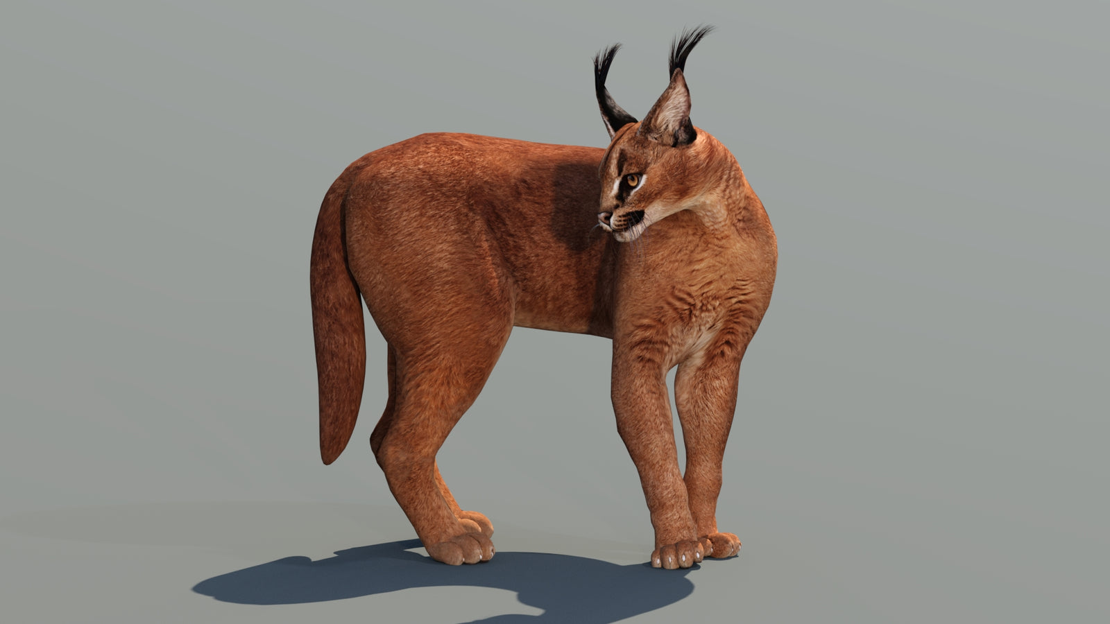 Caracal 3D Model Rigged 360° view 2 frame 17