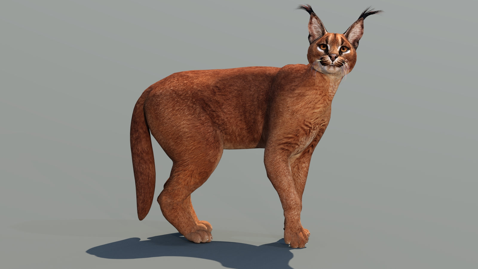 Caracal 3D Model Rigged 360° view 3 frame 17