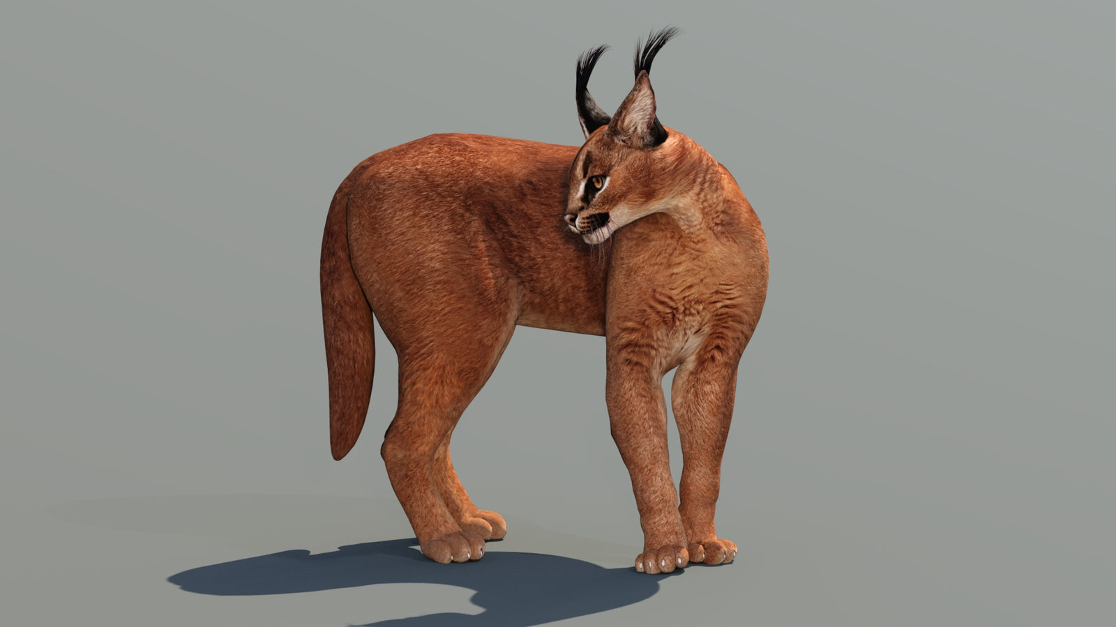 Caracal 3D Model Rigged 360° view 2 frame 18