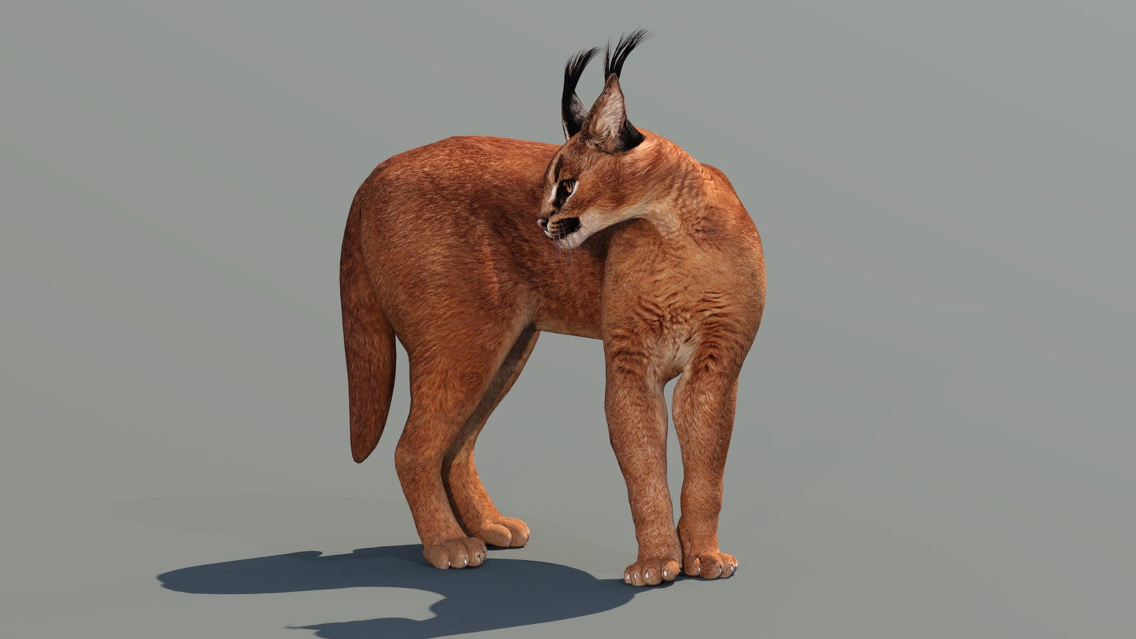 Caracal 3D Model Rigged 360° view 2 frame 19