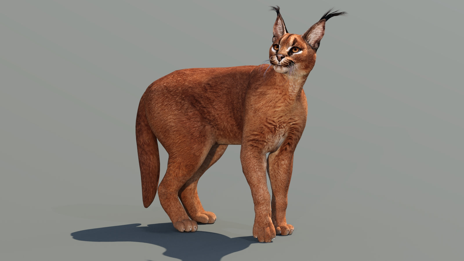 Caracal 3D Model Rigged 360° view 3 frame 19