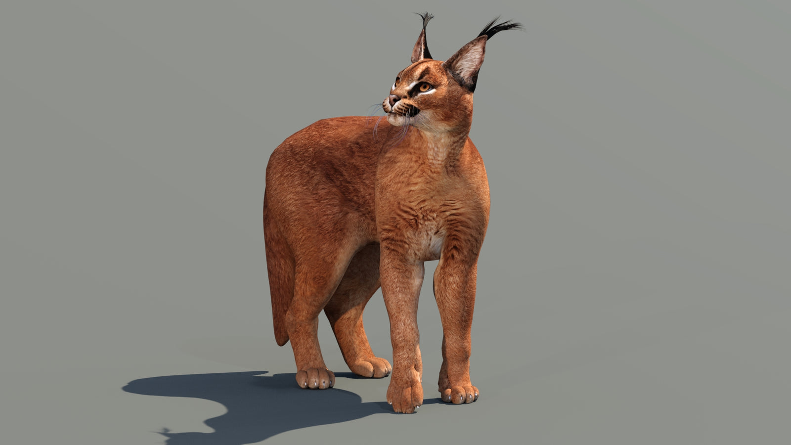 Caracal 3D Model Rigged 360° view 3 frame 21