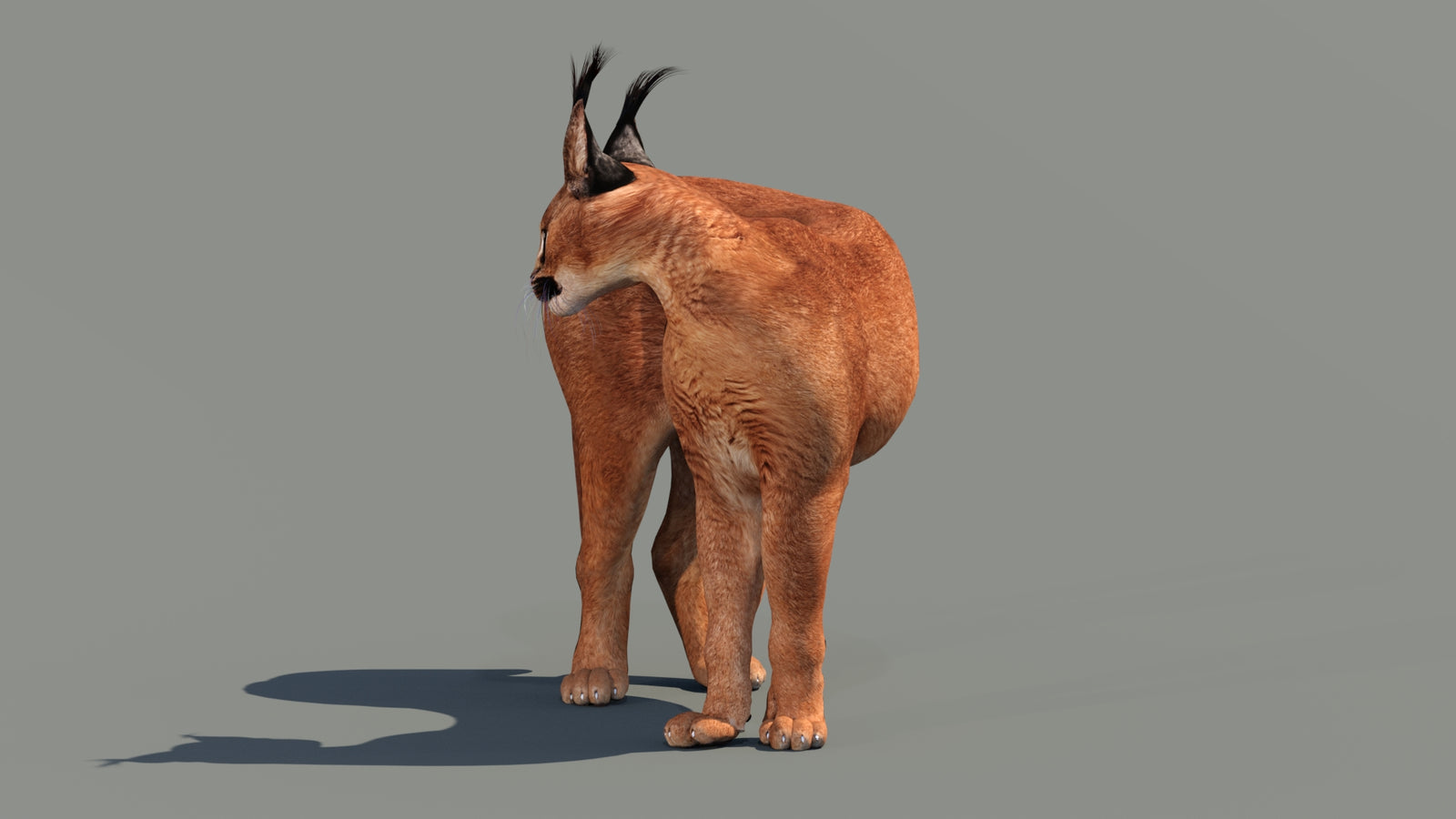 Caracal 3D Model Rigged 360° view 2 frame 23