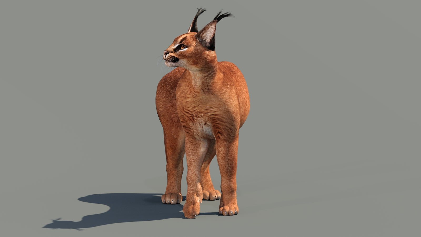 Caracal 3D Model Rigged 360° view 3 frame 23