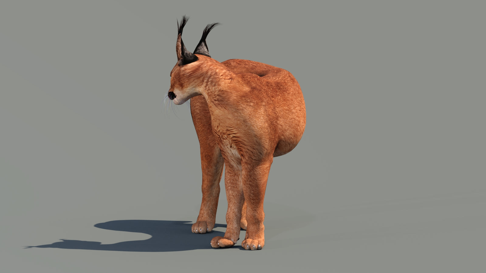 Caracal 3D Model Rigged 360° view 2 frame 24